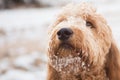 Goldendoodle in snow Royalty Free Stock Photo