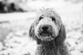 Goldendoodle in snow Royalty Free Stock Photo
