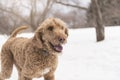 Goldendoodle in the snow season of winter Royalty Free Stock Photo