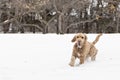 Goldendoodle in the snow season of winter Royalty Free Stock Photo