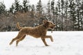 Goldendoodle in the snow season of winter Royalty Free Stock Photo