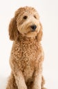 Goldendoodle in studio