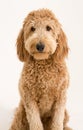 Goldendoodle in studio