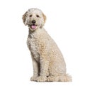 Goldendooodle dog, crossbreeding between a Golden Retriever and a Poodle, panting, isolated on white