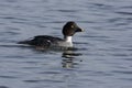 Goldeneye, Bucephala clangula Royalty Free Stock Photo
