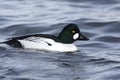 Goldeneye, Bucephala clangula Royalty Free Stock Photo
