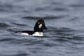 Goldeneye, Bucephala clangula Royalty Free Stock Photo