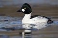 Goldeneye, Bucephala clangula Royalty Free Stock Photo