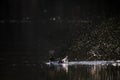 Goldeneye drake courtship display early in the morning Royalty Free Stock Photo