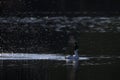 Goldeneye drake courtship display early in the morning Royalty Free Stock Photo