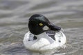 Goldeneye duck shaking head on water. Nature image of quirky odd duck. Royalty Free Stock Photo