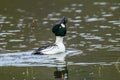 Goldeneye stretches its neck while swimming.