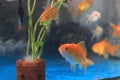 Goldenfish on aquarium Royalty Free Stock Photo