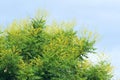 Goldenrain tree flowers