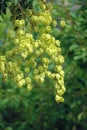 Goldenrain tree fruits