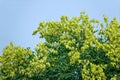 Goldenrain tree fruits