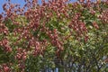 Goldenrain tree with fruits