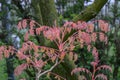 Goldenrain tree Koelreuteria paniculata Coral Sun with bright red new stems and leaves in spring