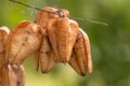 Goldenrain tree Koelreuteria paniculata, seed pods