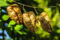 Goldenrain tree