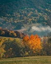 Goldenred tree with mountain forest in the background