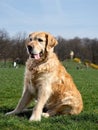 Goldenretriever on a walk in the park on a sunny day