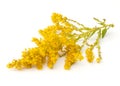 Goldenrod