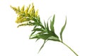 Goldenrod