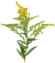 Goldenrod