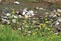 Goldenrod Blooming on the Creek Bank Royalty Free Stock Photo