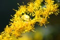 Goldenrod Crab Spider Royalty Free Stock Photo