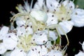 Goldenrod crab spider