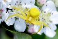 Goldenrod crab spider