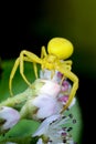 Goldenrod crab spider