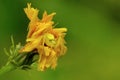 Goldenrod crab spider