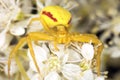 Goldenrod crab spider in agressive position