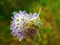 Goldenrod crab spider