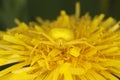 Goldenrod crab spider on dandelion