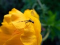 Goldenrod crab spider or flower (crab) spider (Misumena vatia (Misumena citrea) with dark brown and red Royalty Free Stock Photo