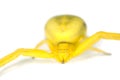 Goldenrod crab spider isolated. Royalty Free Stock Photo