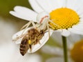 Goldenrod crab spider Misumena vatia