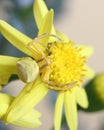 Goldenrod crab spider (Misumena vatia) on yellow flower Royalty Free Stock Photo