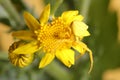 Goldenrod crab spider (Misumena vatia) on yellow flower Royalty Free Stock Photo