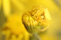 Goldenrod crab spider (Misumena vatia) on yellow flower Royalty Free Stock Photo