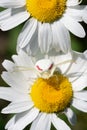 Goldenrod Crab Spider on Oxeye Daisy