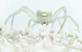 Goldenrod crab spider sitting on a white plant with white background