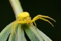 Goldenrod crab spider (Misumena vatia) on stem of golden rod plant. The yellow color matches that of flowers.