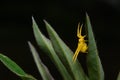 Goldenrod crab spider (Misumena vatia) on stem of golden rod plant. The yellow color matches that of flowers.