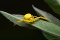 Goldenrod crab spider (Misumena vatia) on stem of golden rod plant. The yellow color matches that of flowers.