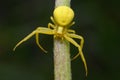 Goldenrod crab spider (Misumena vatia) on stem of golden rod plant. The yellow color matches that of flowers.